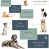 Naturepedic Organic Small Pet Bed - Super Plush Dog & Cat Beds - Ultra Supportive Dog Bed Mat - Ideal Pet Bed with No Polyurethane Foam - 23" x 17" x 3"